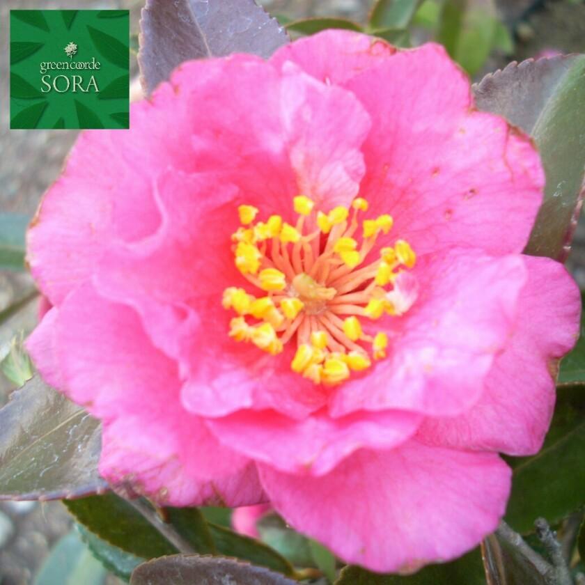 21a W新作 送料無料 寒椿 赤 5本 植木 苗