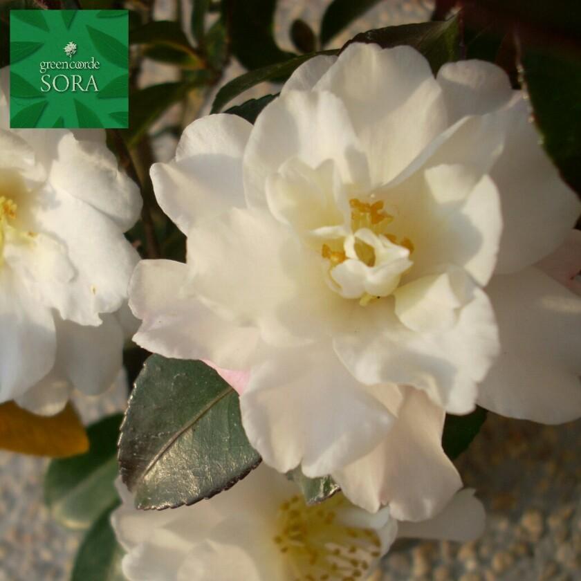 寒椿 白 5本 Pymr Go Th