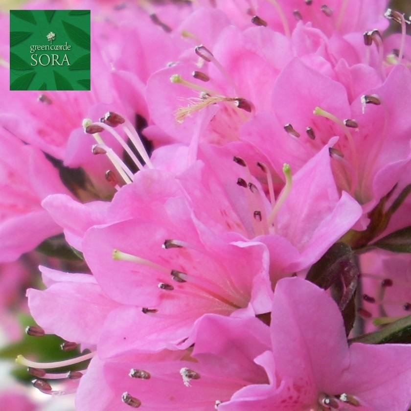 クルメツツジ(サクラ色) 10本 植木 苗 花、ガーデニング-花