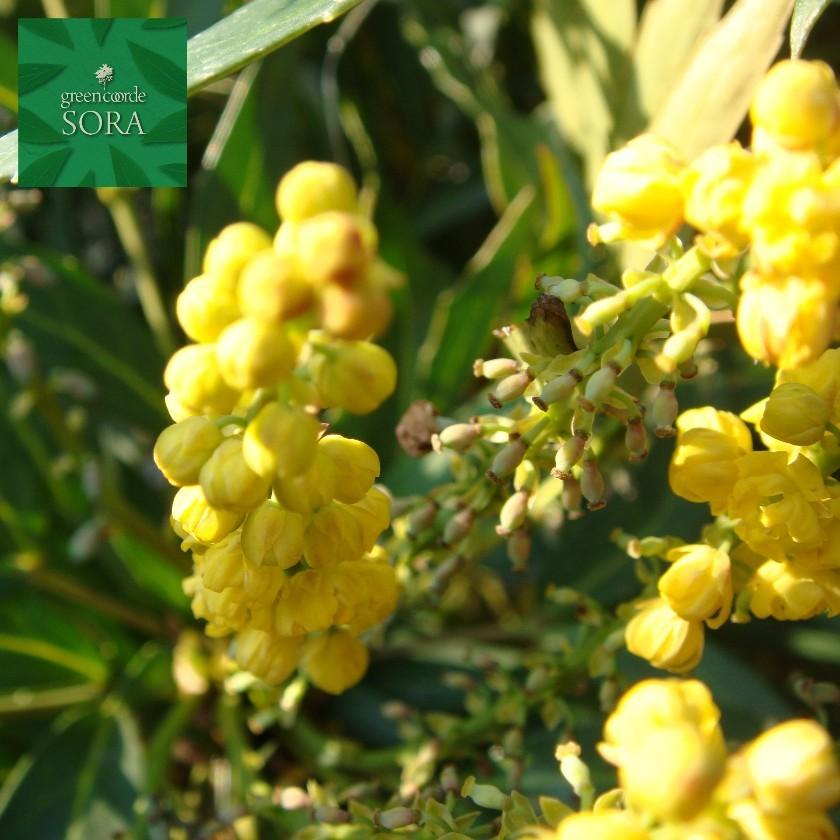 ニューサイラン　銅葉　　マホニアコンフーサー付き マホニアコンフューサ 10本 植木 苗 : SORA - 通販 - Yahoo!ショッピング