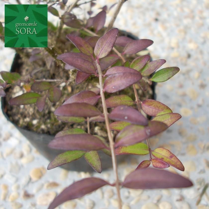 ロニセラニティダ　24本　植木 苗