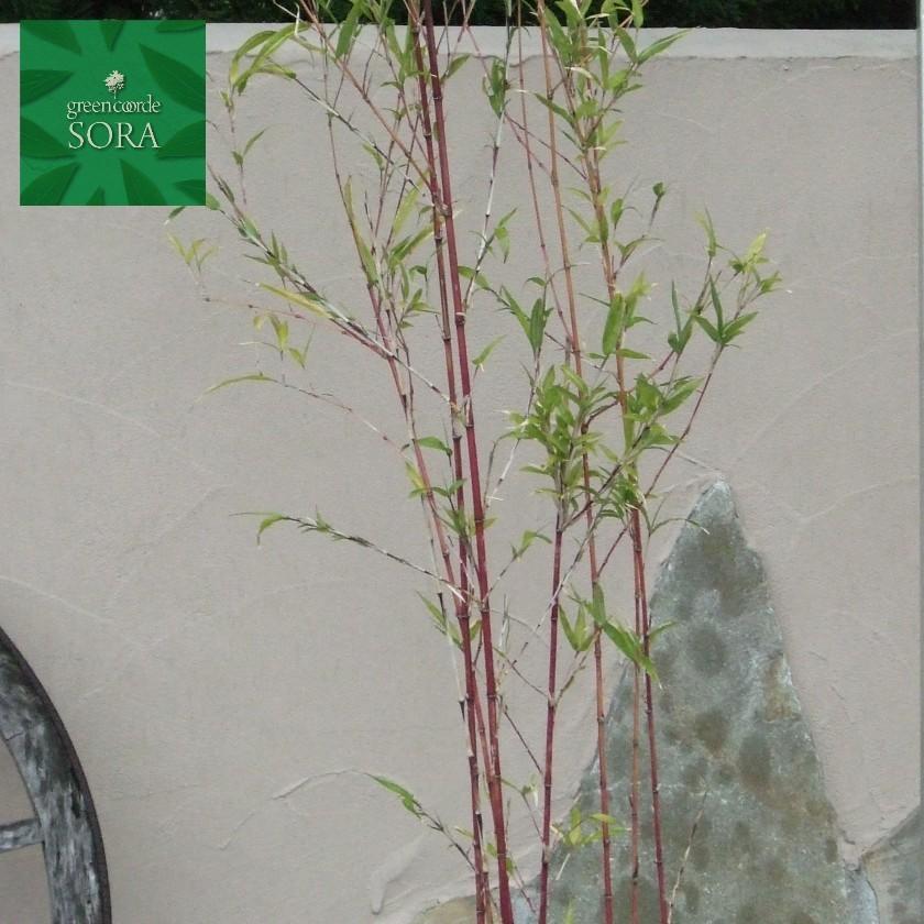 ベニカンチク 株立 樹高 H:1500粍 植木 苗 苗木、植木-花、ガーデニング