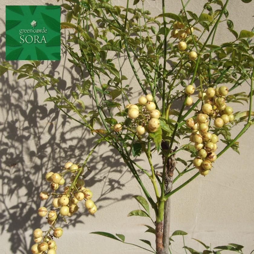 白南天 H700 900 Tsnt 005 Sora 通販 Yahoo ショッピング