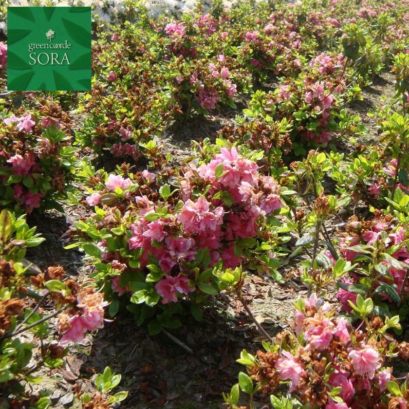 クルメツツジ　麒麟　10本　植木 苗_1
