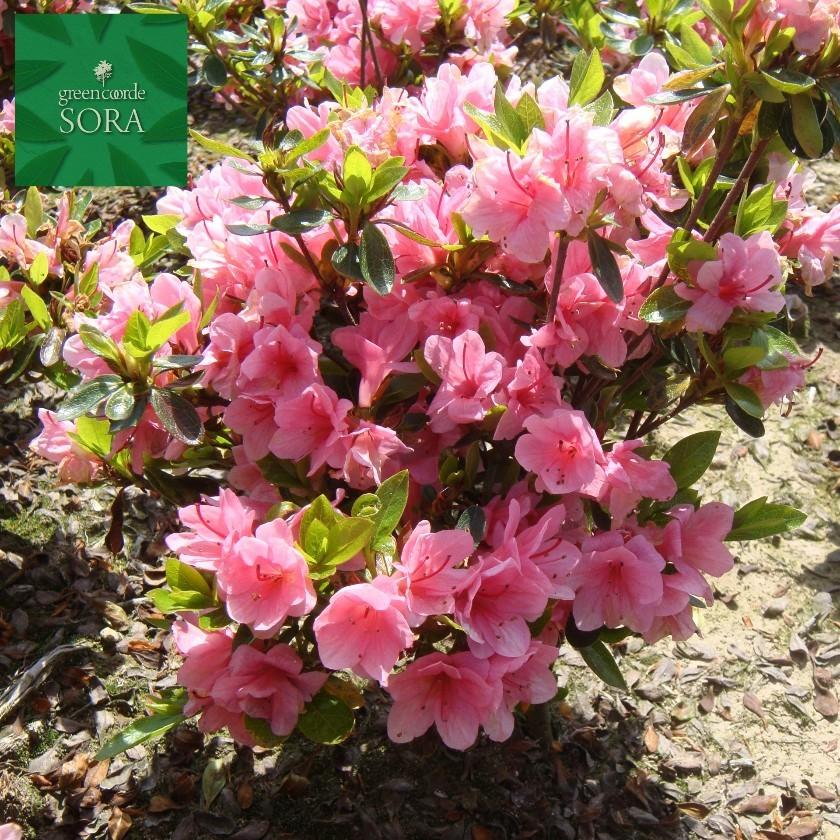 クルメツツジ　麒麟　10本　植木 苗_2