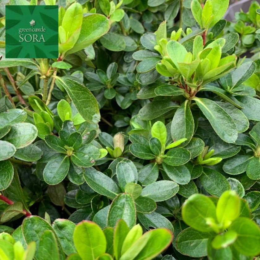クルメツツジ　麒麟　10本　植木 苗_3