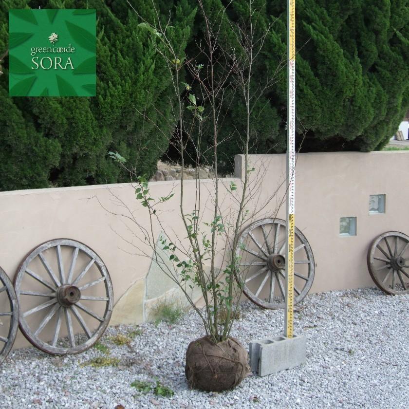 馬酔木（アセビ）盆栽 SS011 すずらん の 木