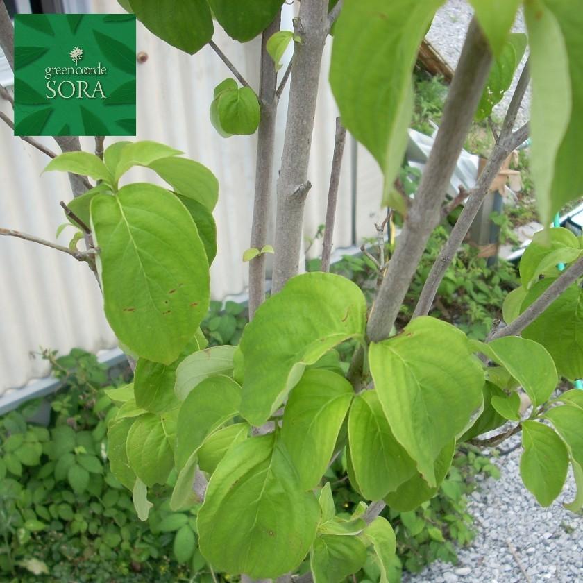 桜と入れかわるように咲き明るく目をひく花です ハナミズキ ギガランキングｊｐ