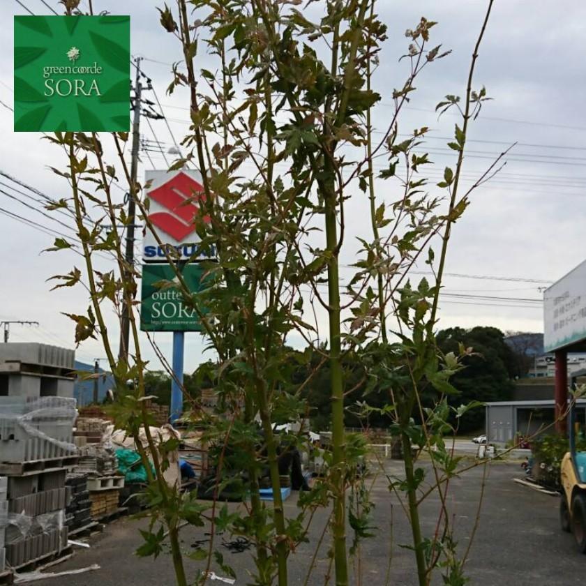 イロハモミジ 株立 樹高 H:2000mm 植木 苗の画像