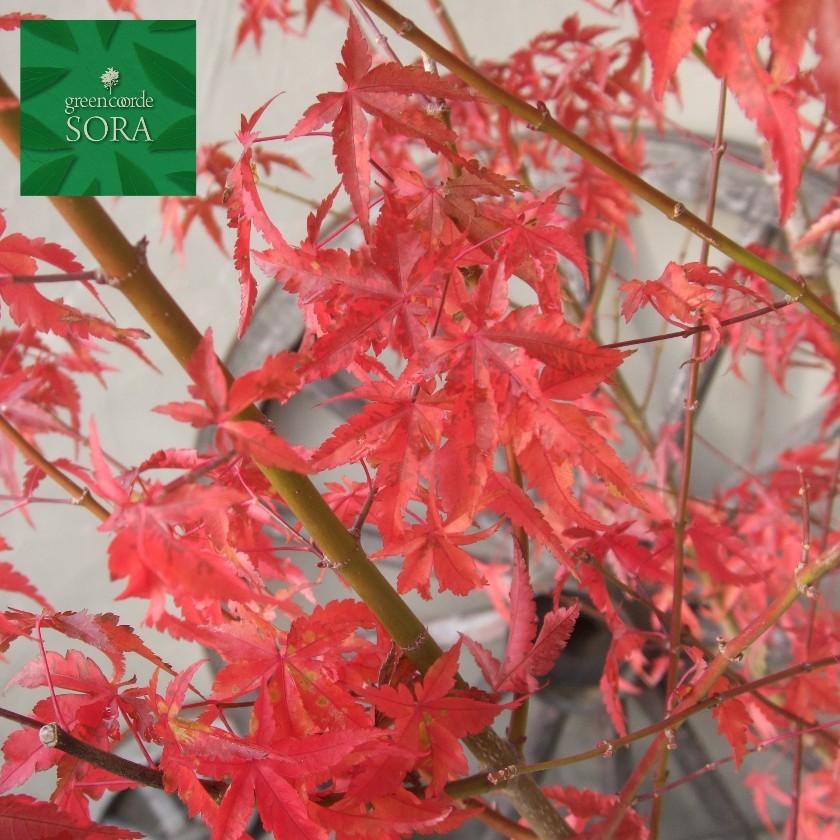 日本で一番多くみかけるモミジで、その紅葉は、とても綺麗です。イロハモミジ　単木　樹高　H:2000mm　植木 苗