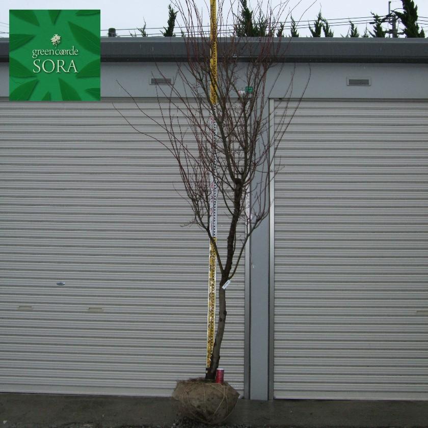 イロハモミジ 単木 樹高 H:2000mm 植木 苗 : SORA - 通販 - Yahoo