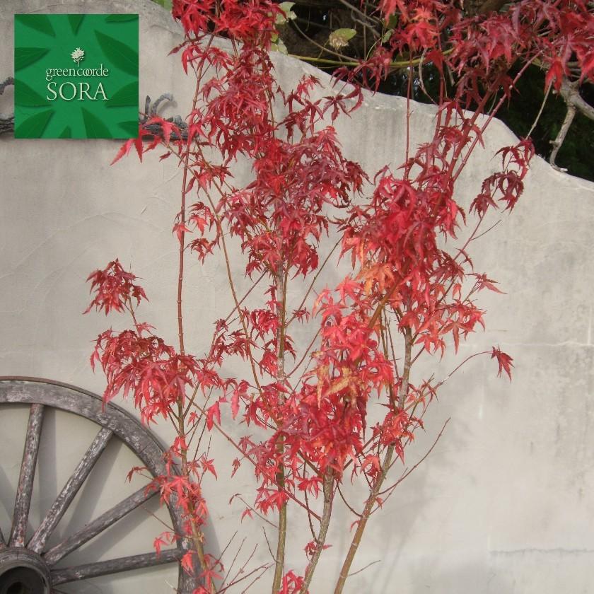 イロハモミジ　単木　樹高　H:3500mm　植木 苗 落葉樹