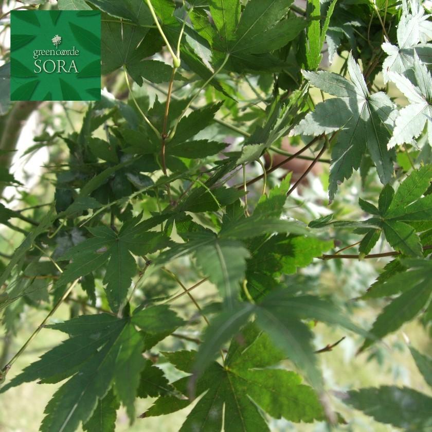 イロハモミジ　単木　樹高　H:3500mm　植木 苗 落葉樹