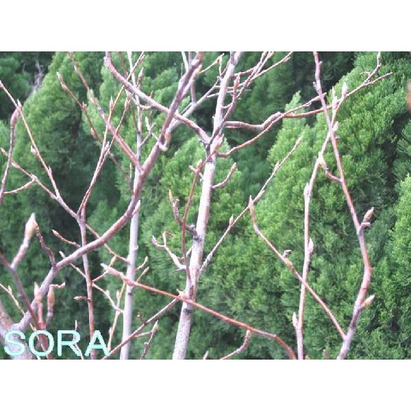 ジューンベリー本株立 樹高 H 00mm Www Heatform Co Uk Index Php