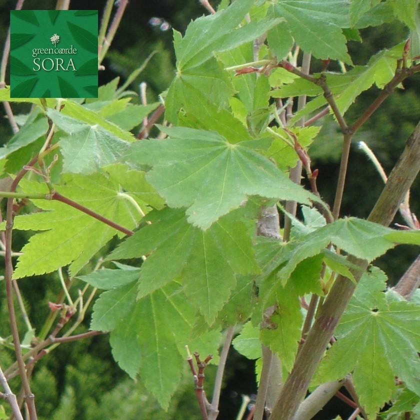 コハウチワカエデ / 531 楽天市場】【現品発送】コハウチワカエデ 株