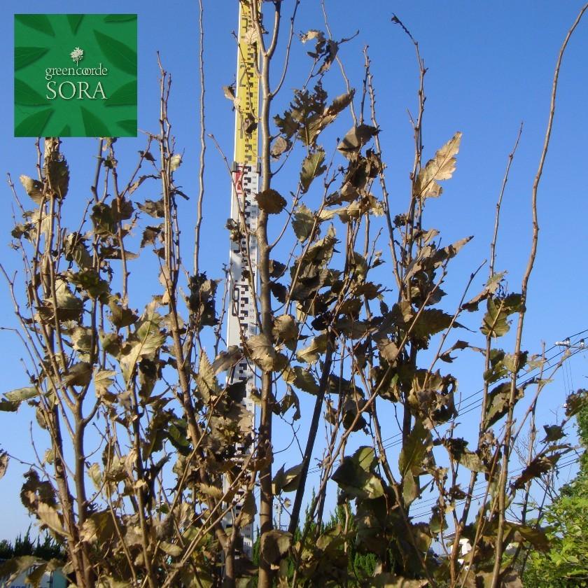 ケヤキ 単木 樹高 落葉樹 H 3500mm H 3500mm 苗 Ukyk 017ならショッピング ランキングや口コミも豊富なネット通販 更にお得なpaypay残高も スマホアプリも充実で毎日どこからでも気になる商品をその場でお求めいただけます 花 ガーデニング 植木 苗 Ukyk 017 Sora