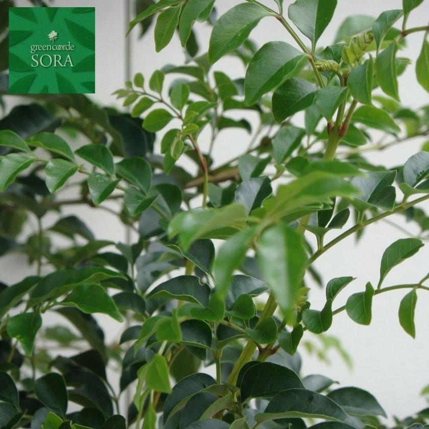 限定品 シマトネリコ　株立　樹高　H:3500mm　植木 苗 【JSB1386630662】(48707円)