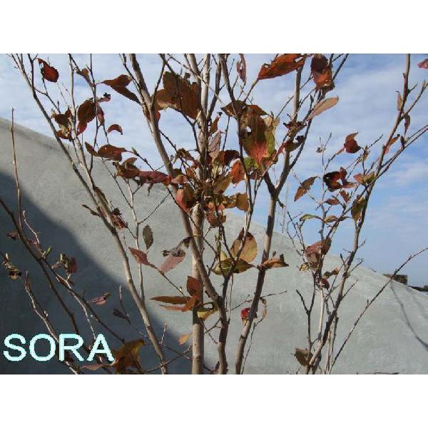 シャラ　単木　樹高　H:3000mm　植木 苗