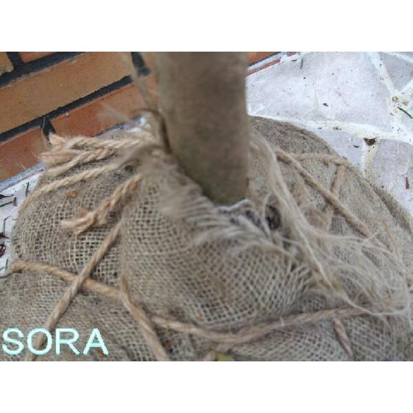 【タイムセール】 シャラ　単木　樹高　H:3000mm　植木 苗 【H1108717047】(38945円)