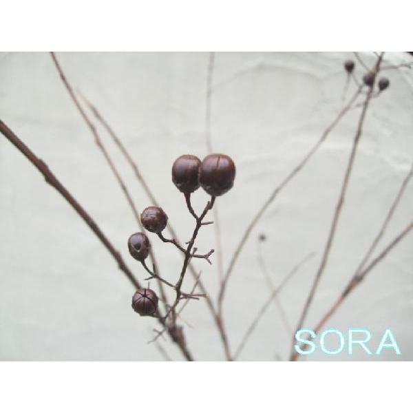 格安人気 サルスベリ 白花 H1400 1600mm 鉢底より 植木 苗 Usrs 002 Sora 通販 Yahoo ショッピング 宅送 Mobile Scotturb Com