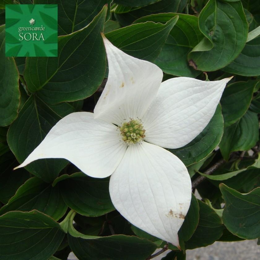 ヤマボウシ 株立 樹高 H:2000粍 植木 苗 苗木、植木-花、ガーデニング-その他苗木、植木