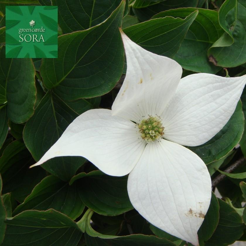 ヤマボウシ　株立　樹高　H:3000mm　植木 苗