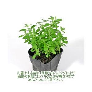 チェリーセージ ホワイト 9cmポット ハーブの苗 125 E ティザーヌ 通販 Yahoo ショッピング