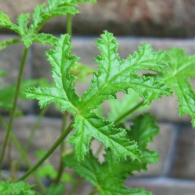 フェザントフット ゼラニウム 9cmポット ハーブの苗 E ティザーヌ 通販 Yahoo ショッピング