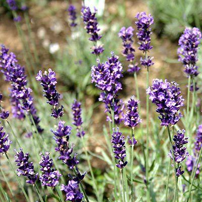 ヒデコート ヒッドコート ヒドコート ハイドコート スパイカ系ラベンダー 9cmポット ハーブの苗 E ティザーヌ 通販 Yahoo ショッピング