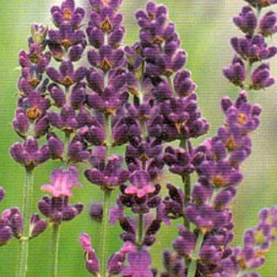 ロイヤルパープル スパイカ系ラベンダー 9cmポット ハーブの苗 E ティザーヌ 通販 Yahoo ショッピング