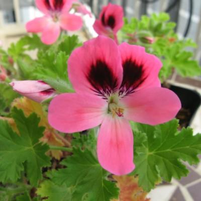 100以上 ゼラニウム ピンクレモネード 育て方 花の画像ストックのギャラリー