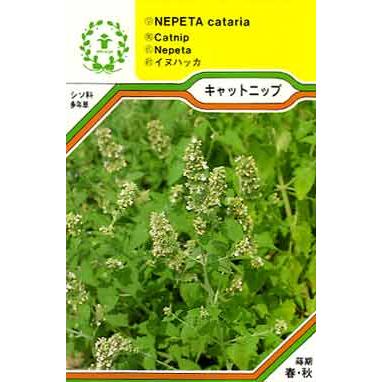 商品追加値下げ在庫復活 キャットニップ ハーブの種 ネコポス メール便 可