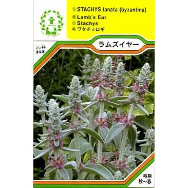 92円 21新作 ラムズイヤー ハーブの種 ネコポス メール便 可