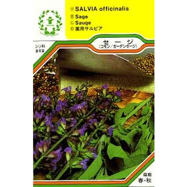 お礼や感謝伝えるプチギフト セージ コモンセージ ハーブ 西洋野菜の種 ネコポス メール便 可