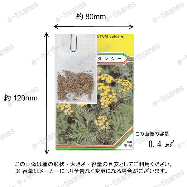 オンラインショップ タンジー ハーブの種 ハーブ