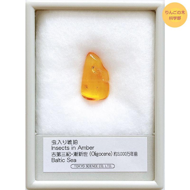 虫入り琥珀 こはく 樹脂の化石 Insects in Amber アンバー 古第三紀・漸新世 約3000万年前 バルト海沿岸 Baltic ...