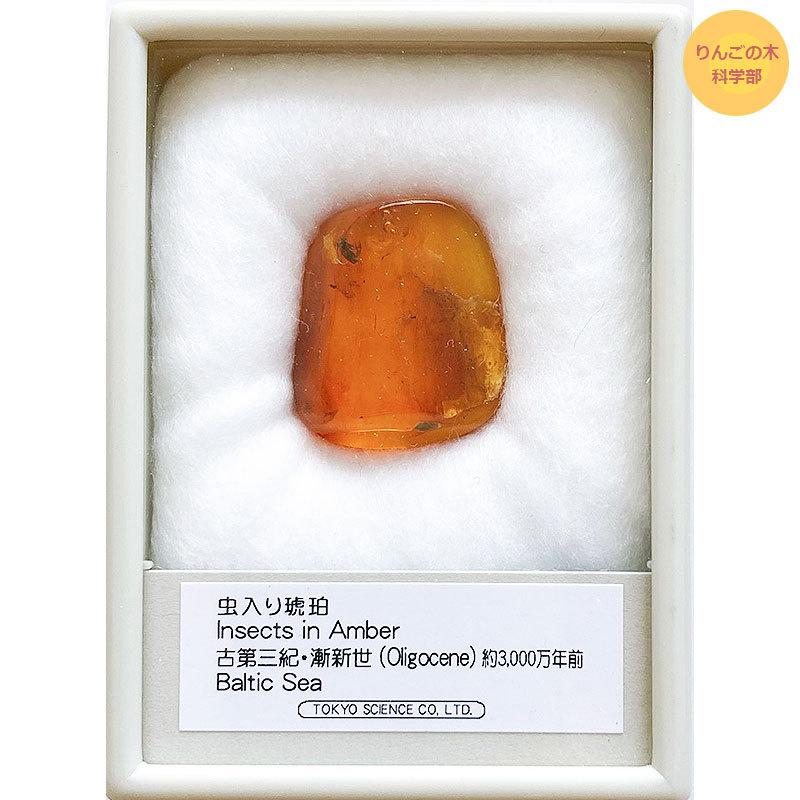 虫入り琥珀 大 こはく 樹脂の化石 Insects in Amber アンバー 古第三紀・漸新世 約3000万年前 バルト海沿岸 Baltic ...