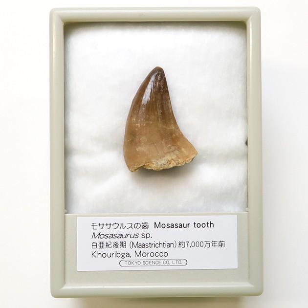 モササウルスの歯 恐竜の歯 化石 白亜紀後期 約7000万年前 モロッコ Morocco Khouribga :ts-fb196:りんごの木 科学部  - 通販 - Yahoo!ショッピング