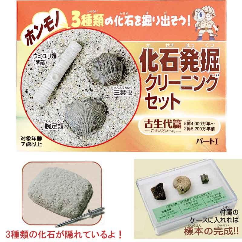 自由研究 本物の化石 化石発掘クリーニングセット コンプリート3種