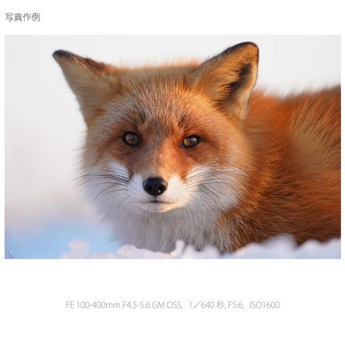 ソニー ILCE-7M3 デジタル一眼カメラ α7III ボディ_18