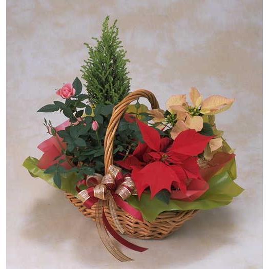 観葉植物とポインセチアの鉢物 クリスマス X Mas Christmas 2m 5 フラワーデザイン ウィズ 通販 Yahoo ショッピング