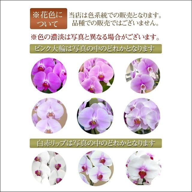 胡蝶蘭 お祝い 2本立ち ミックス 白色 ピンク色 寄せ 大輪 ギフト Vc