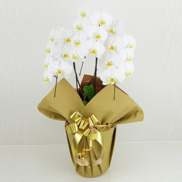 胡蝶蘭 お祝い 3本立ち 白色 大輪 ギフト 18輪前後