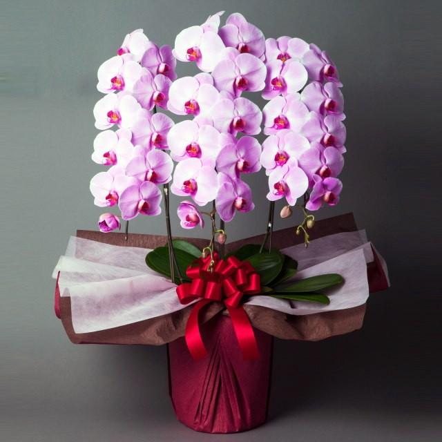 胡蝶蘭 当日配送 お祝い 3本立ち ピンク色 大輪 ギフト Ag 3f A 3 フラワーショップ乃木坂 通販 Yahoo ショッピング