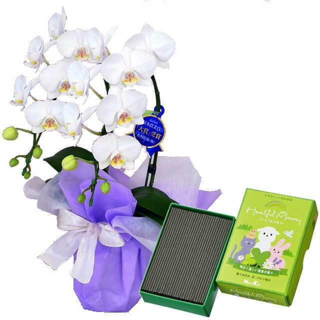 最安値に挑戦 胡蝶蘭 お供え ペット 花 線香セット 2本立 ミディ 白色 日本香堂 ハートフルメモリー 草原の香り ギフト Amabi 2f Heartful Green フラワーショップ乃木坂 通販 Yahoo ショッピング 最終値下げ Missbargainhuntress Com