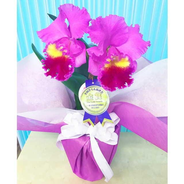 全国宅配無料 カトレア 大輪 2輪 3lサイズ ダークピンク系 ラベンダー お祝い ギフト Cattleya 02 3l Dp フラワーショップ乃木坂 通販 Yahoo ショッピング 絶対一番安い Www Jolimmo Ch