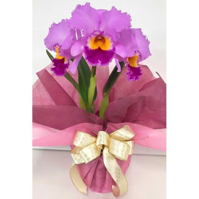 公式 カトレア 大輪 3輪 2lサイズ ダークピンク系 ラベンダー お祝い ギフト Cattleya 03 2l Dp フラワーショップ乃木坂 通販 Yahoo ショッピング 新発売の Southpointbd Com