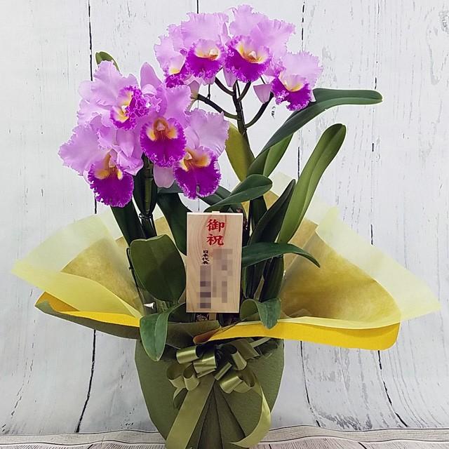 新着商品 カトレア 特選 大輪 8輪 グリーン系 ダブル ラッピング 仕立て 森田洋蘭園 お祝い ギフト 新発 Www Maxipiso Com Ar