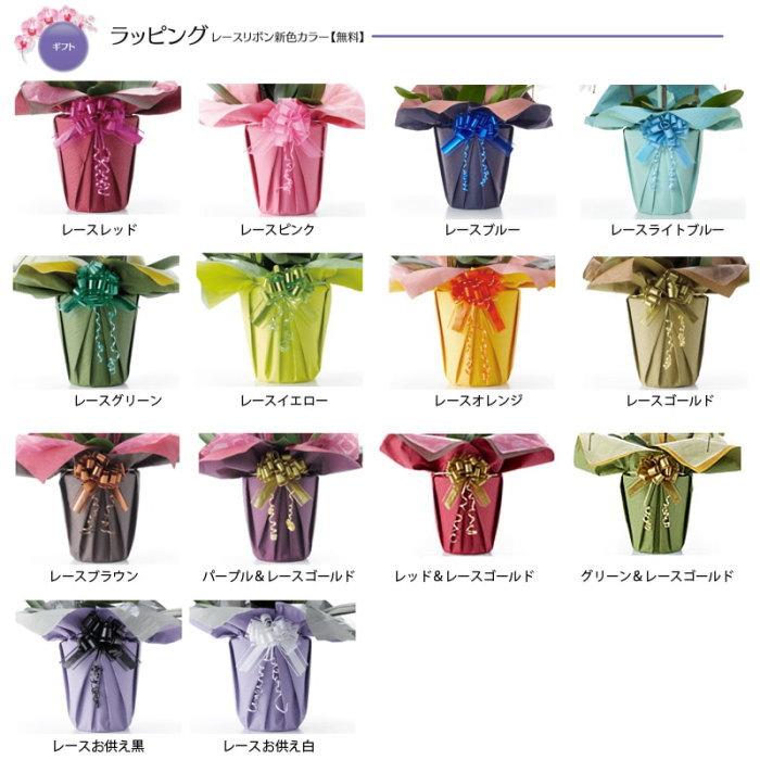 胡蝶蘭 お祝い 2本立ち ミックス 白色 赤リップ色 寄せ ダイヤモンド オーキッド 大輪 ギフト Vcの画像