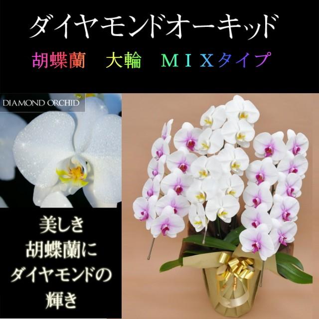 胡蝶蘭 お祝い 3本立ち ミックス 白色 赤リップ色 寄せ ダイヤモンド オーキッド 大輪 ギフト Vc Purrworld Com